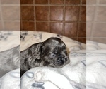 Small Photo #20 French Bulldog Puppy For Sale in MIMS, FL, USA