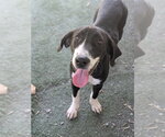 Small Photo #7 Labrador Retriever-Unknown Mix Puppy For Sale in garner, NC, USA
