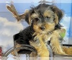 Small #43 Morkie