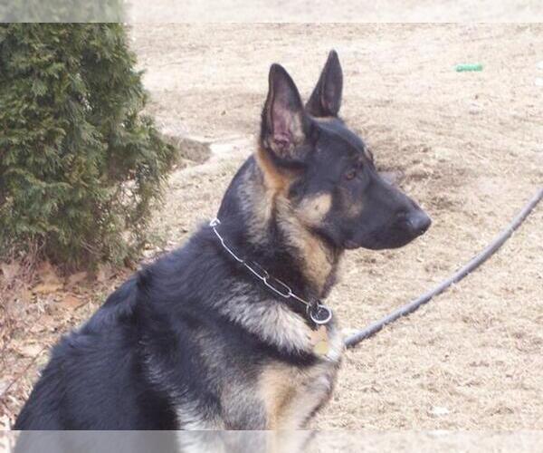 Medium Photo #3 German Shepherd Dog Puppy For Sale in HAMMOND, IN, USA