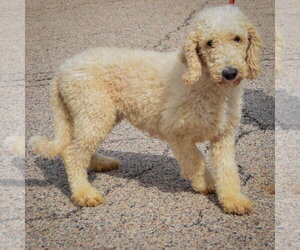 Harlow - Female Mutt Dog for Adoption - Photo #2