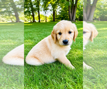 Small #3 Golden Retriever