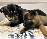 Small #10 German Shepherd Dog