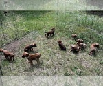 Small Photo #8 Rhodesian Ridgeback Puppy For Sale in DIVIDE, CO, USA