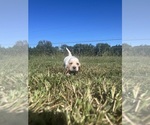 Puppy Elsa Basset Hound