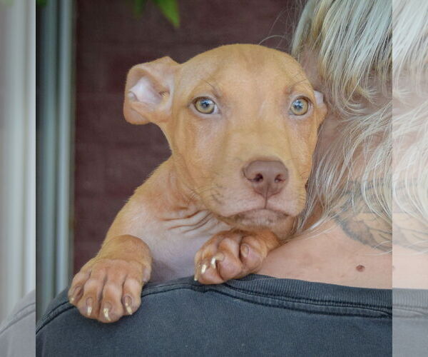Medium Photo #5 American Staffordshire Terrier Puppy For Sale in Huntley, IL, USA