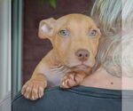 Small #4 American Staffordshire Terrier