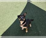 Small #12 American Staffordshire Terrier-Siberian Husky Mix