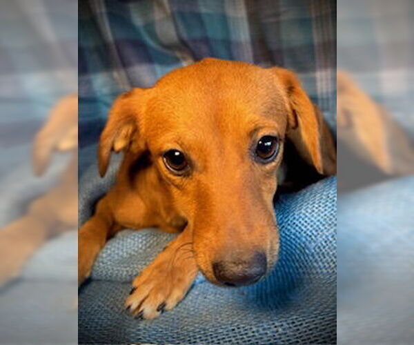 Medium Photo #4 Chihuahua-Unknown Mix Puppy For Sale in Pleasanton, TX, USA