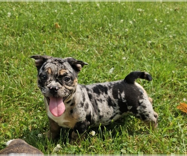 Medium Photo #1 Free-Lance Bulldog Puppy For Sale in CLYDE, NY, USA