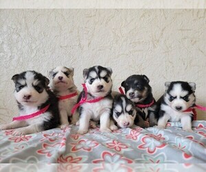 Alaskan Husky-Pomsky Mix Puppy for sale in BELLEVUE, IA, USA