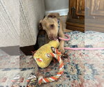 Small #10 Mutt
