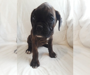 Boxer Puppy for sale in YELM, WA, USA
