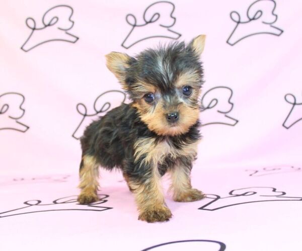 Medium Photo #15 Yorkshire Terrier Puppy For Sale in LAS VEGAS, NV, USA