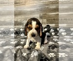 Puppy Pup 3 Scarlett Beagle