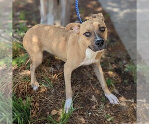 Black Mouth Cur-Whippet Mix Dogs for adoption in Denton, TX, USA