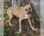Small Black Mouth Cur-Whippet Mix
