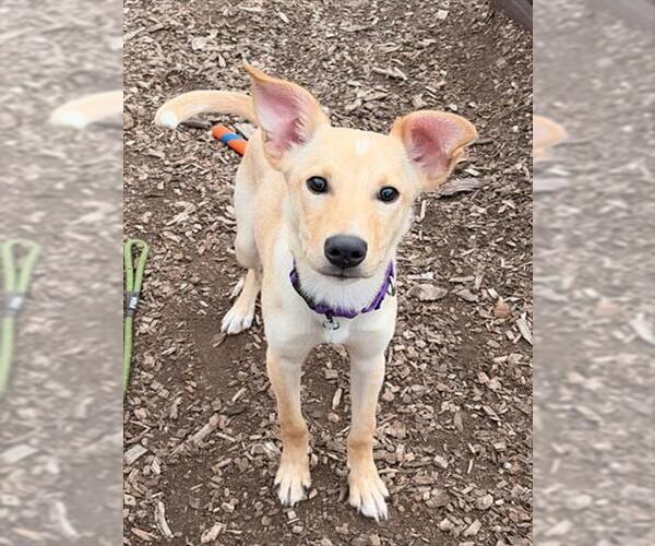 Medium Photo #1 Labrador Retriever-Unknown Mix Puppy For Sale in Waterford, VA, USA