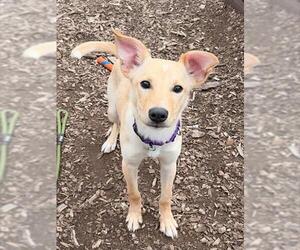 Labrador Retriever-Unknown Mix Dogs for adoption in Waterford, VA, USA