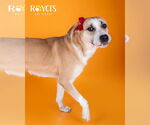 Small #10 Labrador Retriever Mix
