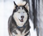 Small Photo #81 Siberian Husky Puppy For Sale in Kanab, UT, USA