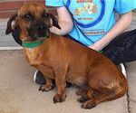 Small #1 Dachshund Mix