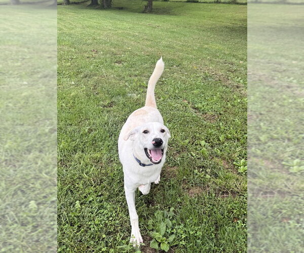 Medium Photo #4 Labrador Retriever-Unknown Mix Puppy For Sale in Osgood, IN, USA