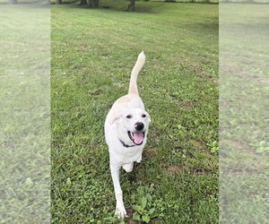 Greyson - Male Labrador Retriever-Unknown Mix Dog for Adoption - Photo #4