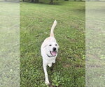 Small Photo #4 Labrador Retriever-Unknown Mix Puppy For Sale in Osgood, IN, USA