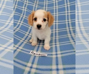 Cavachon Puppy for sale in HOPKINSVILLE, KY, USA