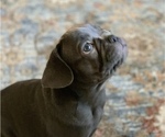 Small Photo #4 French Bulldog Puppy For Sale in TACOMA, WA, USA