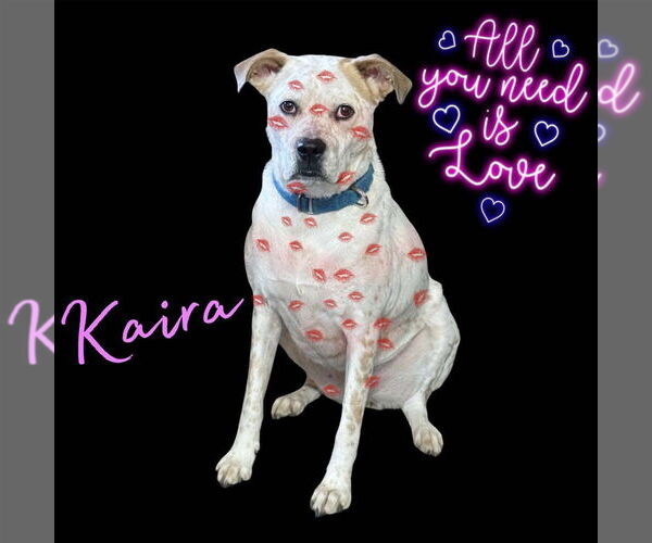 Medium Photo #6 Boxer-Unknown Mix Puppy For Sale in Germantown, OH, USA