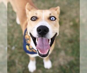 GALAXIE - Female Mutt Dog for Adoption - Photo #2