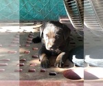 Small Photo #4 Labrador Retriever Puppy For Sale in CONOVER, NC, USA