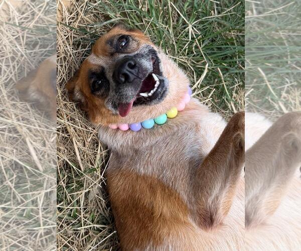 Medium Photo #4 Mutt Puppy For Sale in Wetumpka, AL, USA