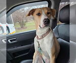 Small #1 American Pit Bull Terrier Mix
