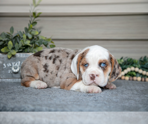 Medium Photo #2 Beabull Puppy For Sale in MILLERSBURG, OH, USA