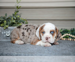 Small #1 Beabull