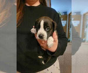 Boston Terrier-Miniature Australian Shepherd Mix Puppy for sale in PLAINFIELD, IL, USA