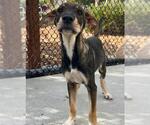 HUNGRY HUNGRY HIPPO* - Male Rhodesian Ridgeback-Unknown Mix Dog for Adoption - Small photo