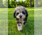 Small #38 Cavapoo (Miniature)