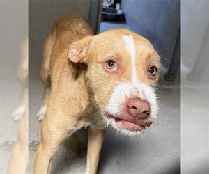 Mutt Dogs for adoption in San Bernardino, CA, USA
