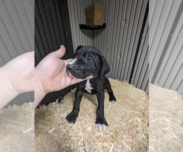 Medium Photo #8 Great Dane Puppy For Sale in PORT ORCHARD, WA, USA