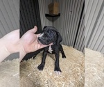 Small Photo #8 Great Dane Puppy For Sale in PORT ORCHARD, WA, USA