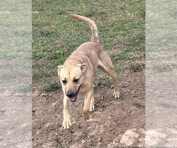 Medium Photo #2 Mutt Puppy For Sale in Roaring River, NC, USA