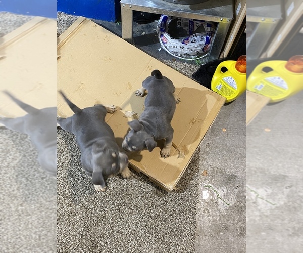 Medium Photo #9 American Bully Puppy For Sale in ANDERSON, IN, USA