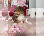 Small Photo #49 Australian Shepherd Puppy For Sale in NEW BRAUNFELS, TX, USA
