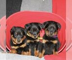 Small Photo #5 Rottweiler Puppy For Sale in ATGLEN, PA, USA