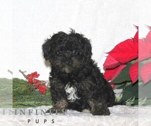 Shih Tzu-YorkiePoo Mix Puppy for sale in RISING SUN, MD, USA