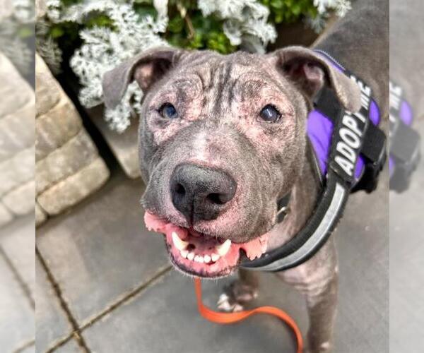 Medium Photo #1 Mutt Puppy For Sale in Las Vegas, NV, USA